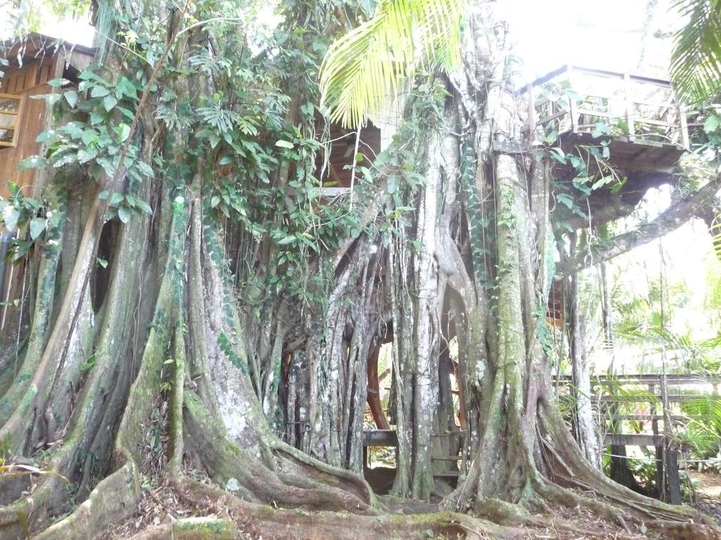 Topos Tree House Cahuita Eksteriør bilde