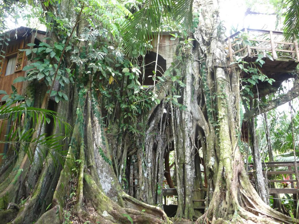 Topos Tree House Cahuita Eksteriør bilde