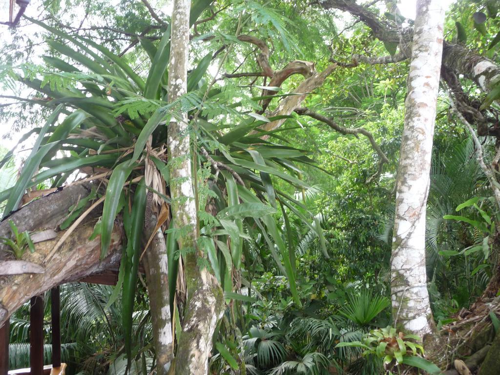 Topos Tree House Cahuita Eksteriør bilde