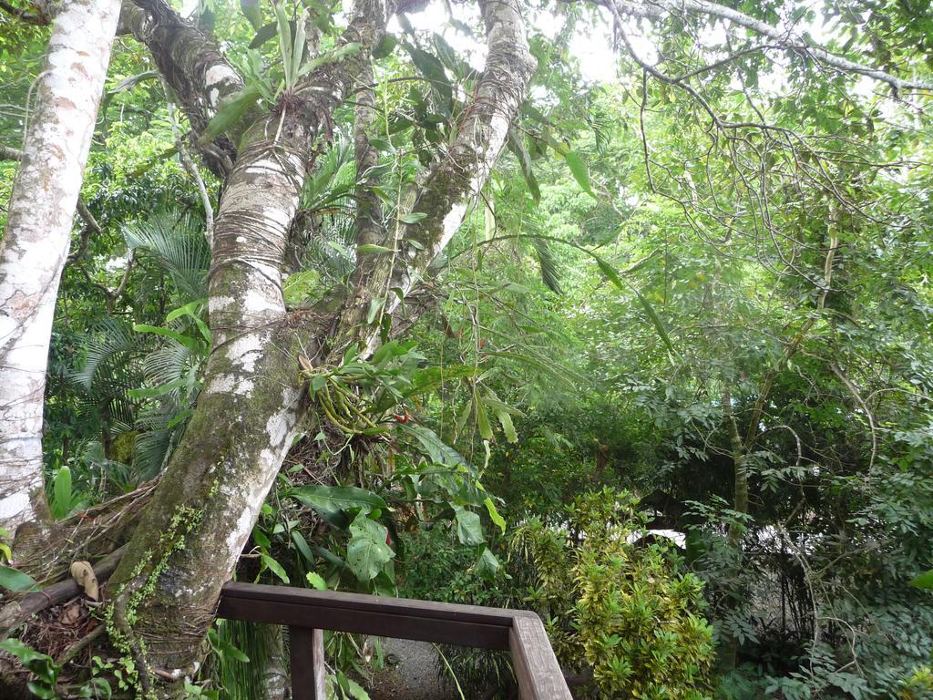 Topos Tree House Cahuita Eksteriør bilde