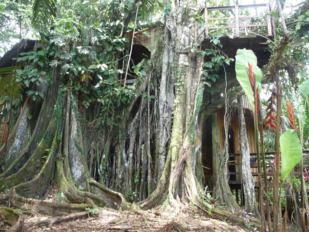 Topos Tree House Cahuita Eksteriør bilde