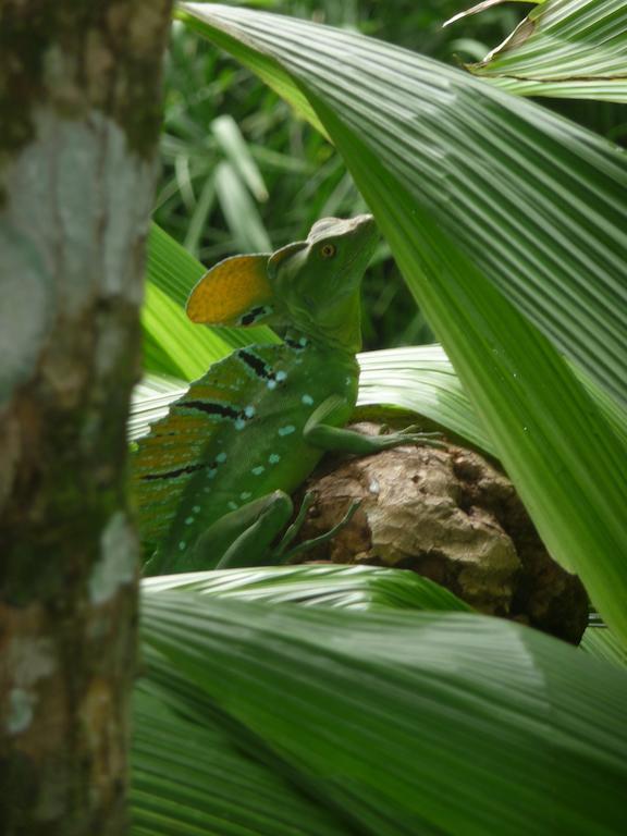 Topos Tree House Cahuita Eksteriør bilde